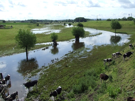 River Sow Floodplain