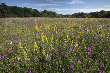 Echo Lodge Meadows nature reserve