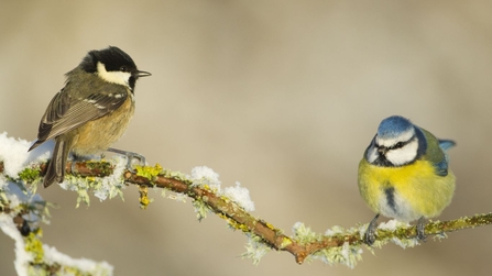 Garden birds perch on a frosty branch