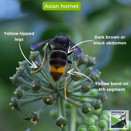 Asian hornet