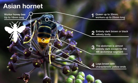 Asian hornet ID