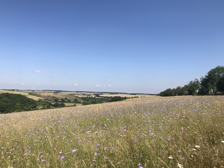 Coombe Bissett Down Wildflowers