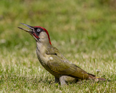 Green woodpecker