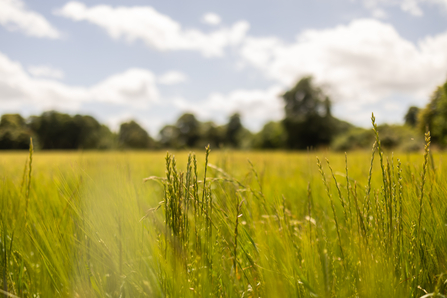 Crops at Great Chalfield