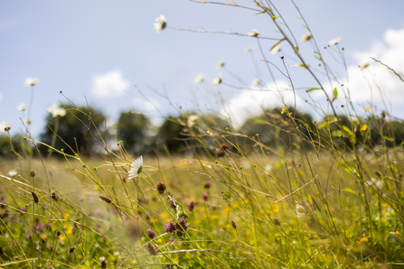 Wildflowers at Great Chalfield