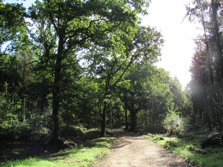 A central track with trees either side