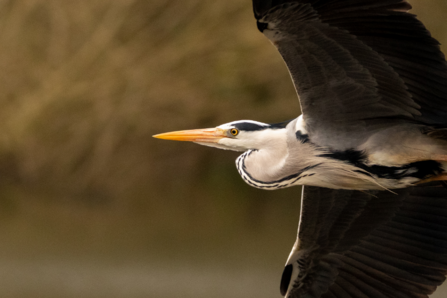 Heron Flying - Paul Jackson 