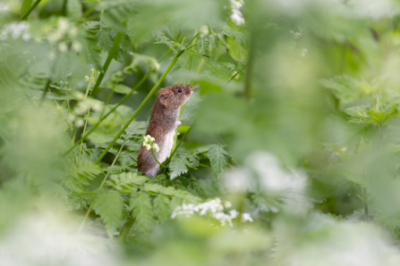 Field Mouse - Marcus Saunders