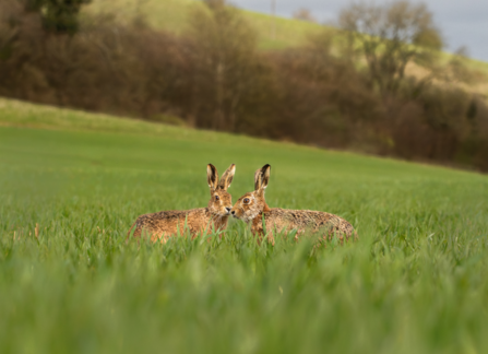 Hares - Joe Dagger 