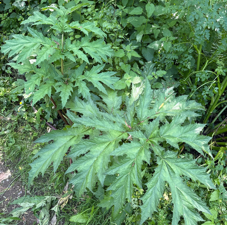 Giant Hogweed