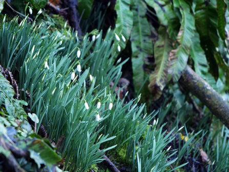 Snowdrops on woodland bank