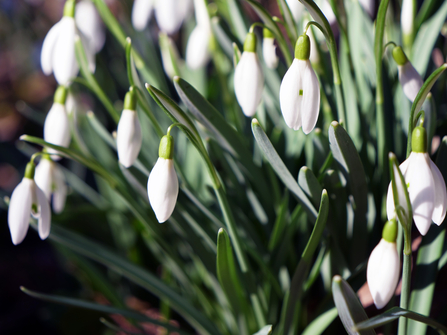 Snowdrops in Peppercoombe close-up