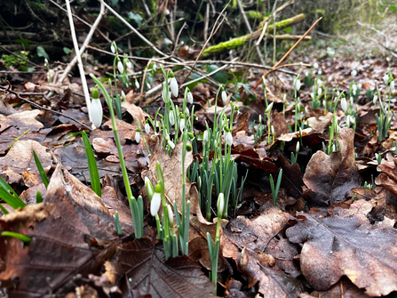 Snowdrops in Oysters Coppice