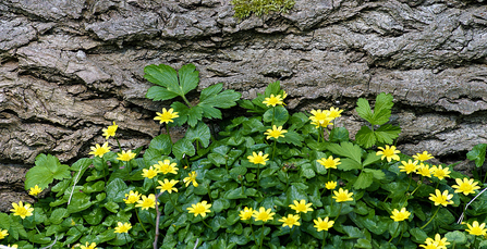 Lesser Celandine