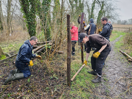 Clegg team members drive wooden poles into ground for dead hedge