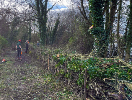 Finished dead hedge