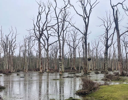 Woodland and flooding