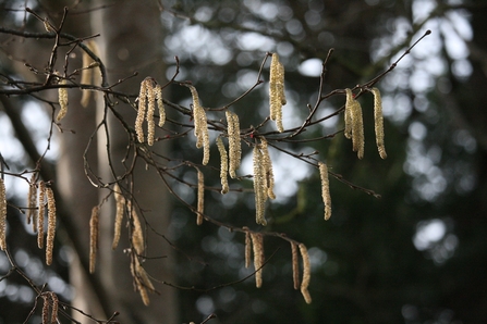 Close-up of catkins on tree