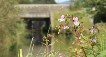 Himalayan Balsam