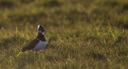 Image of a lapwing