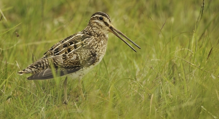 Snipe