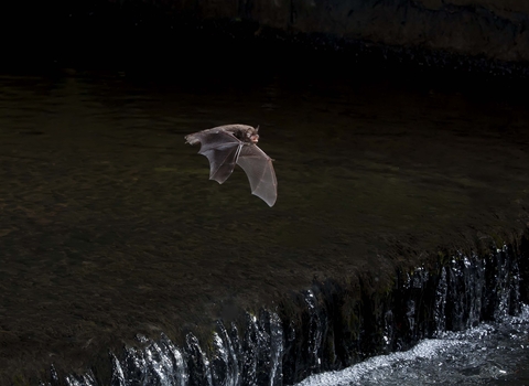 Daubenton's bat