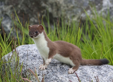 A stoat standing on a rock, one paw raised as it contemplates running