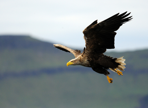 White-tailed eagle in flight