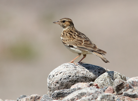 Woodlark