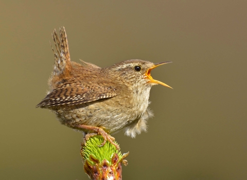 Wren