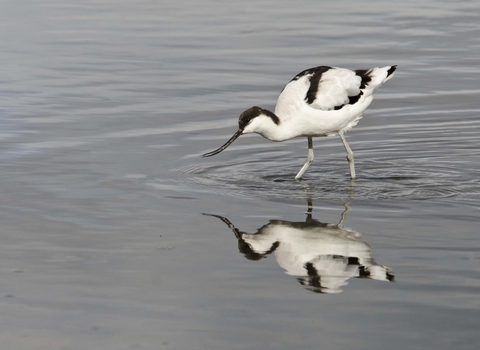 Avocet