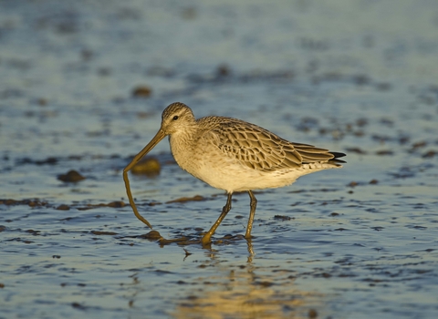 Bar-tailed Godwit