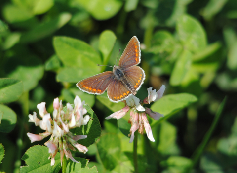 Brown Argus