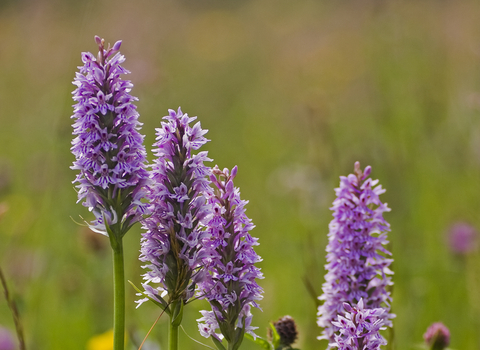 Common Spotted-orchid