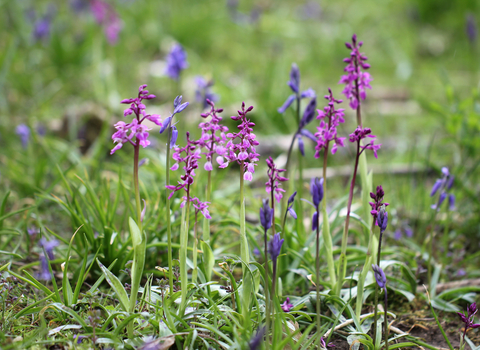 Early Purple Orchid