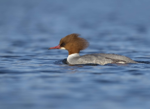 Goosander female