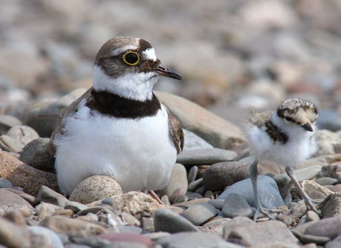 Little Ringed Plover with chick