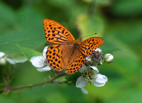 Silver-washed Fritillary