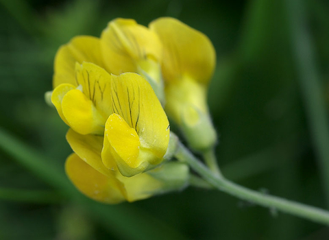 Meadow Vetchling