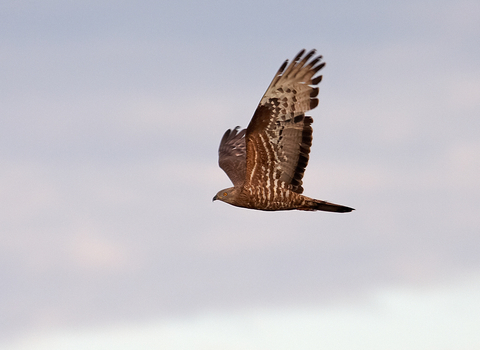 Honey buzzard