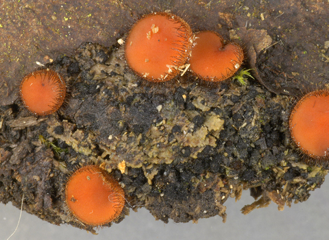 Common eyelash fungus