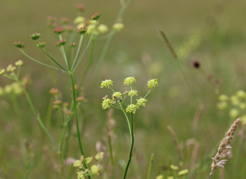 Pepper Saxifrage