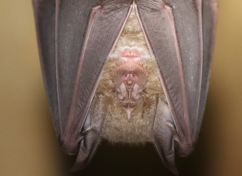 Greater Horseshoe Bat