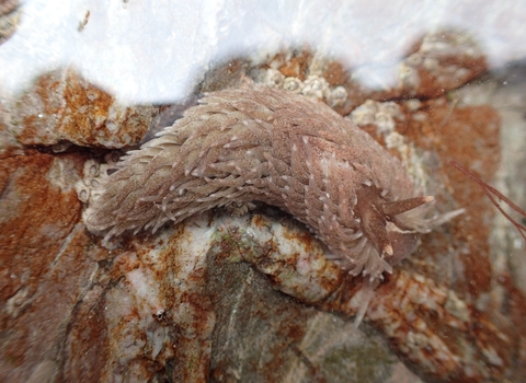 Grey sea slug