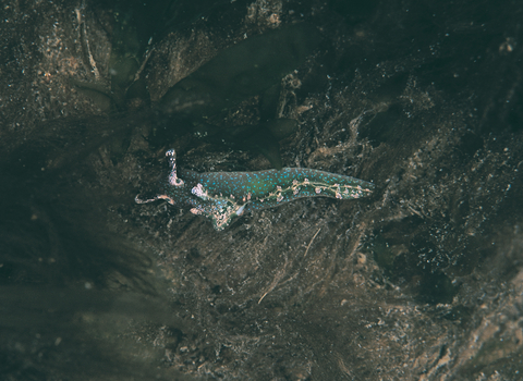 solar powered sea slug