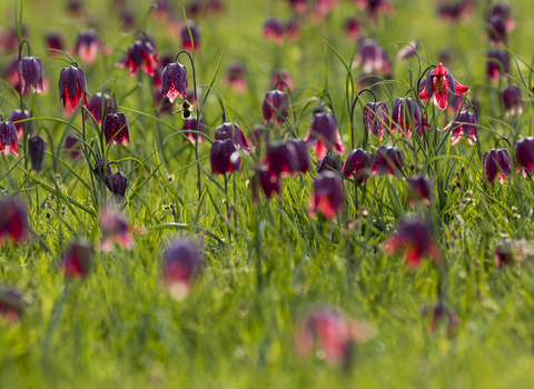 Snakeshead Fritillaries