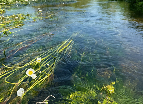 Chalk stream