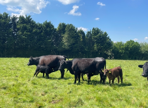 Cows grazing land