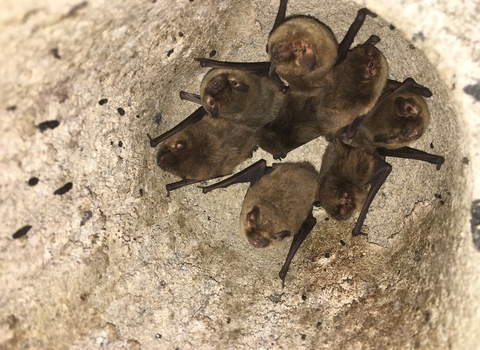 Picture shows a group of bats within a bat box 