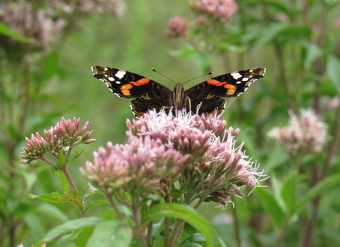 a picture of a red admiral butterfly wings open on a pinking flower head with flowers in the background. 